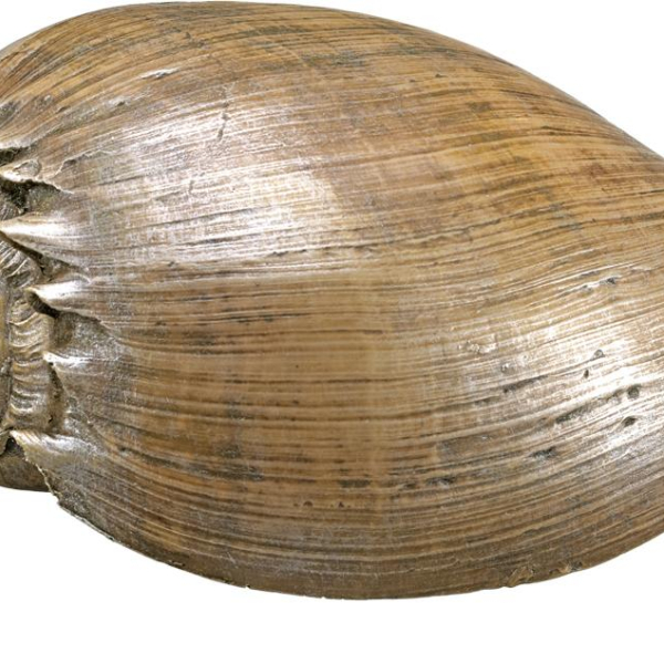 Nobby akvarijní dekorace mušle 14 x 9