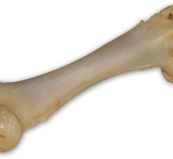 Vepřová kost bílá - extrudovaná 1 ks/17 cm