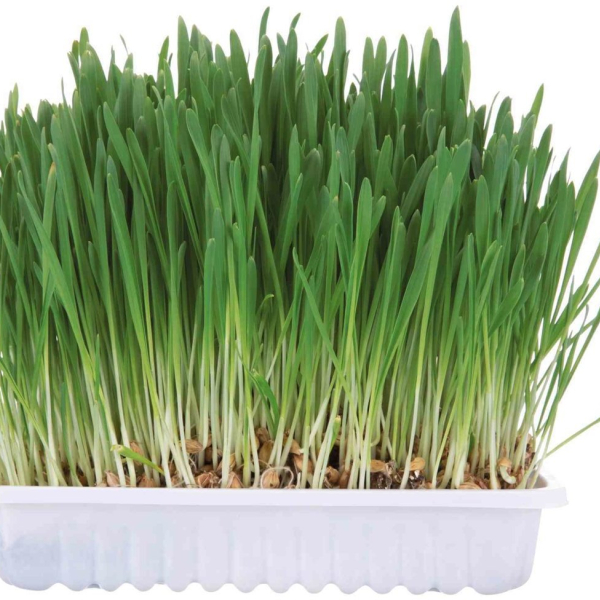Tráva pro hlodavce v misce 100g TRIXIE