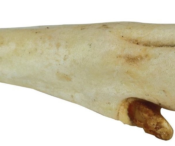 Jelení noha bílá - 1 ks