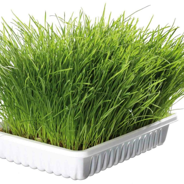 Jemná tráva pro kočku v misce TRIXIE 100 g