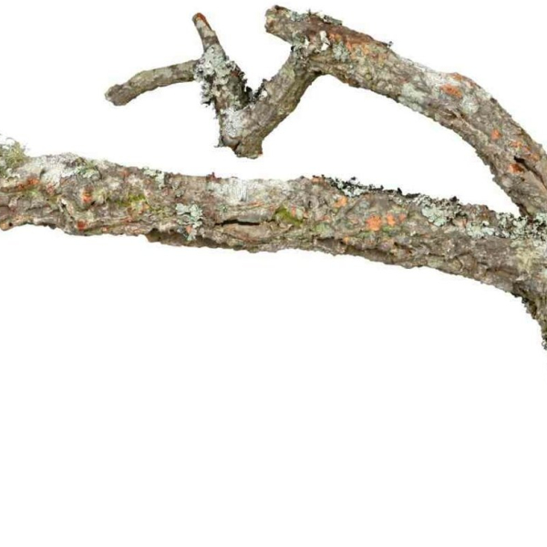 Tronchos, mix korkových větví, přírodní 15 kg