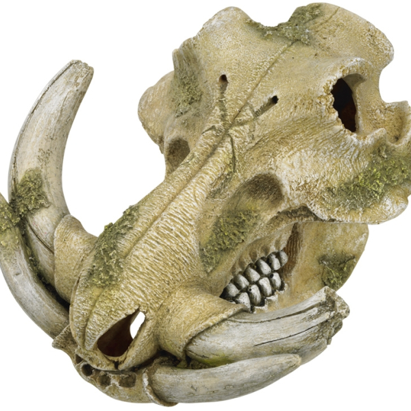 Nobby akvarijní dekorace Prase bradavičnaté lebka 19,3 x 19,5 x 12 cm