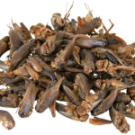 Sušený cvrček 250 ml/25 g — Náhled 2 z 2