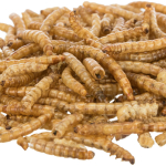 MEALWORMS, mouční červi sušení — Náhled 4 z 4