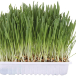 Tráva pro kočku v misce 100g TRIXIE — Náhled 1 z 2