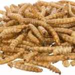 MEALWORMS, mouční červi sušení — Náhled 3 z 4