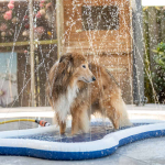 QUAPAS! Original Dog Splash 140x90cm — Náhled 2 z 6