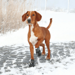 Ochranné boty WALKER ACTIVE S-M 2 ks (jack russell teriér) — Náhled 4 z 6