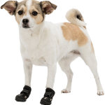 Ochranné boty WALKER ACTIVE S-M 2 ks (jack russell teriér) — Náhled 1 z 6
