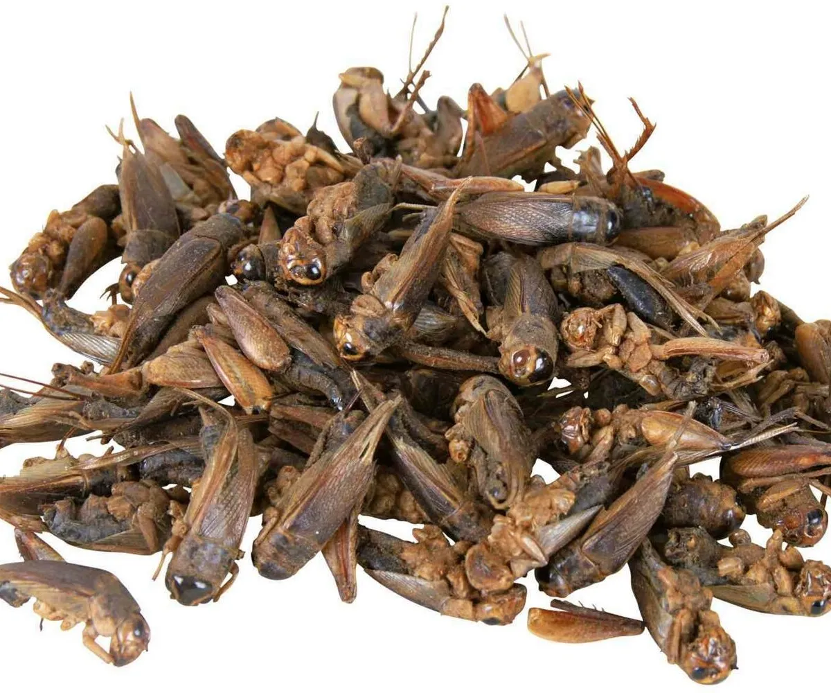 Sušený cvrček 250 ml/25 g