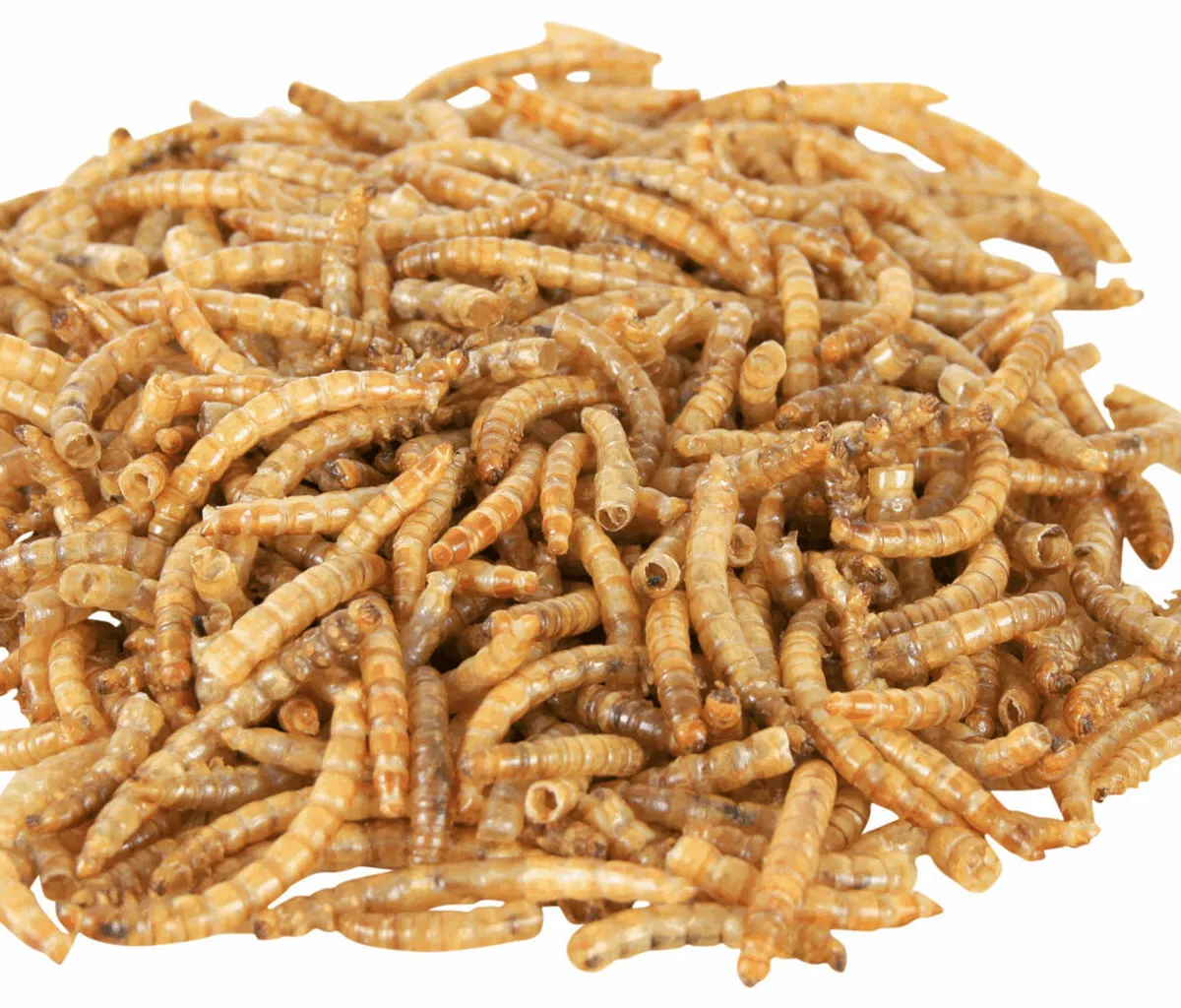 Sušený moučný červ 70 g