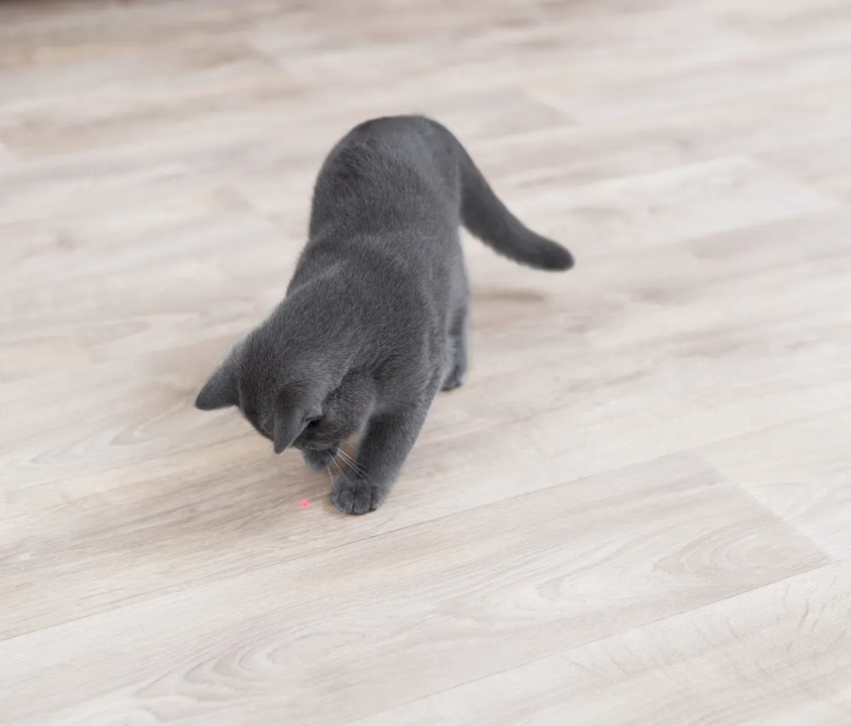 Laserová hračka pro kočky 11 cm, bílo/modrá (RP 0,90 Kč)