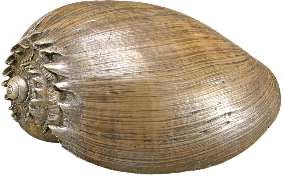 Nobby akvarijní dekorace mušle 14 x 9