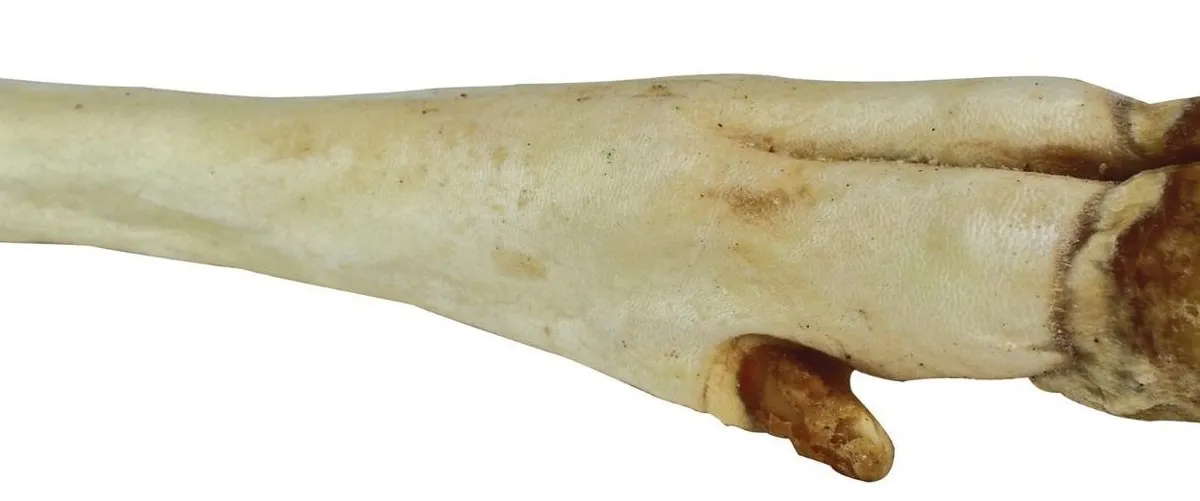 Jelení noha bílá - 1 ks