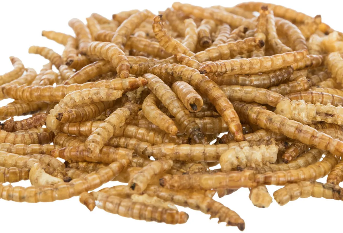 MEALWORMS, mouční červi sušení