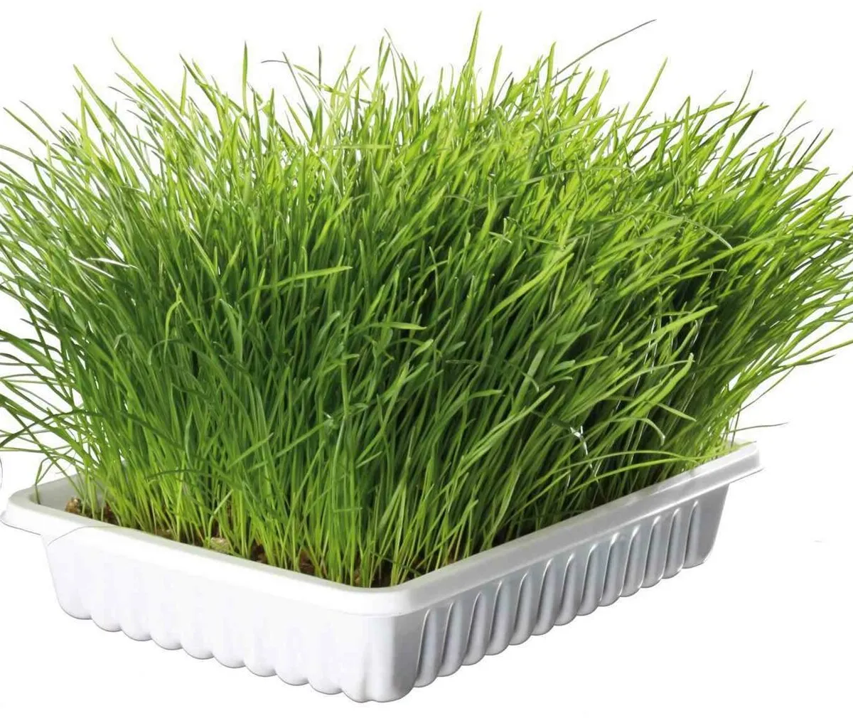Jemná tráva pro kočku v misce TRIXIE 100 g