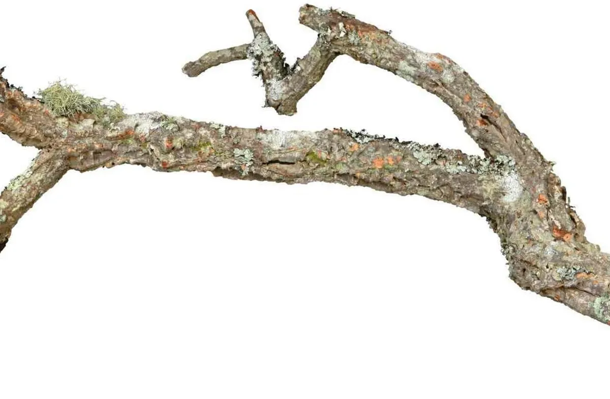 Tronchos, mix korkových větví, přírodní 15 kg