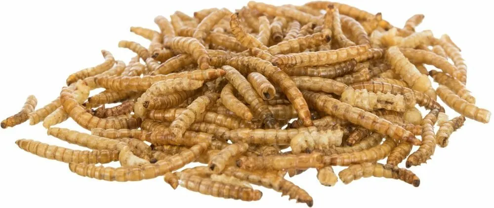 MEALWORMS, mouční červi sušení