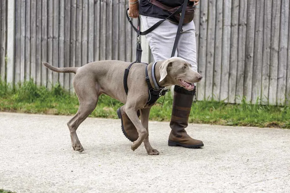 HALTI NO-PULL postroj proti tahání psem